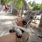 Jungle Island - um amigável canguru 