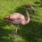 Jungle Island - Um dos muitos flamingos 