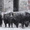 EUA, 20.12.2011 | Uma manada de gado Angus tenta proteger-se da tempestade de neve num curral perto de Ellis, Kansas. 