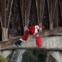 Guatemala. Um bombeiro vestido de Pai Natal desce preso por cabos ao bairro sobre a ponte para distribuir presentes às crianças pobres que aí vivem  