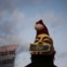 Espanha. O barrete de Pai Natal fez-se ver até no movimento Occupy em Madrid 