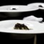 Risotto com aipo e trufa preta