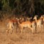 Impalas na Gorongosa