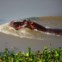 Um hipopótamo aproveita a renovada Gorongosa 