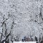 RÚSSIA. 01.01.2012. Um casal caminha pela neve no parque do museu Kolomenskoye em Moscovo. 