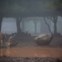 ISRAEL. 17.01.2012. Um veado sob o nevoeiro dos montes Golãs, perto da fronteira com a Síria. 