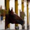 QUÉNIA. 22.01.2012. Um cavalo de corrida no seu estábulo, em Nairobi. 