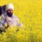 ÍNDIA. 02.01.2012. Um agricultor indiano no seu campo de mostardeiras, perto de  Muktsar. A tempo do festival da Primavera, Basant Panchami, marcado precisamente pelo desabrochar destas amarelas flores. 