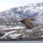 NORUEGA. 01.02.2012. Uma águia-rabalva (de cauda branca) em voo pelo Storfjorden, fiorde na costa ocidental, a 200km de Trondheim 