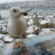 TURQUIA, 01.02.2012. O olhar da gaivota. Na Torre Gálata, em Istambul. 