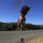 CHILE, 03.02.2012. Uma boneca presa a uma árvore, vista perto da reserva de Runge, 60km a norte de Santiago. 