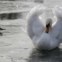 FRANÇA, 07.07.2012. Cisne em gelo, no porto de Estrasburgo. 