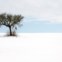 ITÁLIA, 12.02.2012. Uma solitária oliveira, nos arredores de Roma, após mais um nevão. 