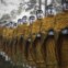 BIRMÂNIA, 20.02.2012. Estátuas de monges budistas alinhadas perto de um templo em Payathonzu. 