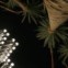 A noite de LA, palmeiras e luz: o contraste é conseguido durante a exibição de uma instalação artística de Chris Burden, 