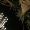 A noite de LA, palmeiras e luz: o contraste é conseguido durante a exibição de uma instalação artística de Chris Burden,