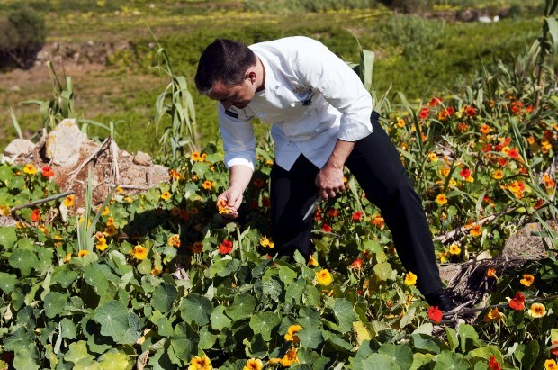 O chef Vincent Farges a apanhar flores para utilizar nos pratos que confecciona na Fortaleza do Guincho.