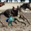 QUIRGUISTÃO, 20.03.2012. Queda de cavalo em Bishkek, capital do país, durante um festival de Kok-boru. O jogo é uma espécie de polo mas em vez de bolas usam carcaças de cabras 