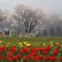 Caxemira (administrada pela Índia), 29.03.2012. Jovens estudantes em campo de tulipas. Expõe mais de dois milhões de tulipas e foi aberto a 29 de Março.
