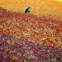 EUA, 27.03.2012. A colher flores nos campos de Carlsbad, na Califórnia 