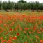 Campos da Bernalda
