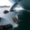 Nos Galápagos, Janeiro 2011