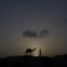 PAQUISTÃO, 11.05.2012. A guiar o camelo nos arredores de Carachi 