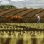 COSTA RICA, 16.05.2012. A lavrar a terra em Tierra Blanca de Cartago 