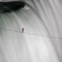 CANADÁ, 16.06.2012. Um equilibrista, Wallenda, sobre as cataratas do Niagara 