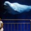 CHINA, 21.06.2012. Um rapaz chama os pais enquanto uma baleia-branca (a beluga) brinca com uma bola no seu espaço no Aquário de Pequim         