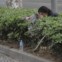 CHINA, 30.06.2012. Um homem lê o seu jornal, no meio dos arbustos. Porquê? Boa pergunta. O que sabemos é que esperava o filho sair da escola, onde foi fazer o exame de admissão. Em Nanjing, província de Jiangsu 