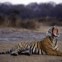 No Parque Nacional de Ranthambore, Rajastão