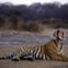 No Parque Nacional de Ranthambore, Rajastão 