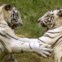 Dois tigres brancos brincam no Zoo de Nova Deli 