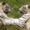 Dois tigres brancos brincam no Zoo de Nova Deli
