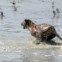 Depois de ser libertata de uma jaula, a correr pelas águas do rio Sundari Kati,  em Sunderbans, 150km de Calcutá