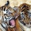 Com sete semanas, a brincarem num zoo de Mysore