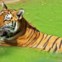 Tigre de Bengala no zoo de Nova Deli