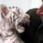 Dois meses e três dias, a ser observado por um veterinário do zoo de Chhatbir