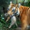 Uma tigre leva a sua cria no parque de Guwahati