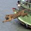 A saltar para a liberdade no rio Sundari