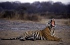 Turismo na Índia sim, mas longe dos tigres