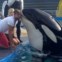 Piqué e Shakira passaram um dia animado a conviver com animais marinhos. Tanto um como o outro partilharam diversas fotografias no Twitter dos momentos que passaram com as baleias.