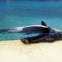 FRANÇA, 01.08.2012. A treinadora Amy Walton num momento de descanso com uma das suas orcas, estrelas do parque aquático Marineland em Antibes