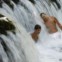 BÓSNIA e HERZEGOVINA, 03.08.2012. Numa catarata do rio Pliva, perto de Jajce, 140 km Sarajevo 