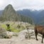 Um lama faz pose em Machu Picchu