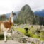 Um lama faz pose em Machu Picchu