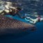  MALDIVAS, 30.08.2012. A nadar junto do maior peixe do mundo, o tubarão-baleia que, apesar do nome, se alimenta essencialmente de plâncton 
