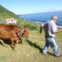 São Jorge. Serafim Brasil, agricultor e defensor da Fajã do Mero