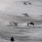 AUSTRÁLIA, 25/09/2012. Um surfista observa um grupo de golfinhos na Bondi Beach, em Sydney